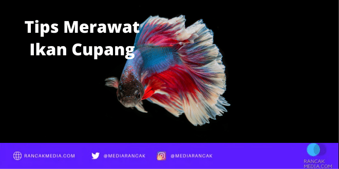 Tips Merawat Ikan Cupang