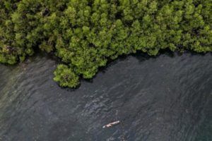BNI’s ESG Commitment: 258,000 Mangroves Planted for Coastal Sustainability