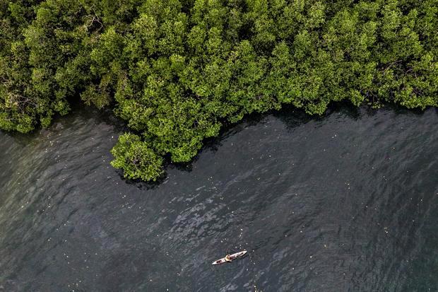 BNI’s ESG Commitment: 258,000 Mangroves Planted for Coastal Sustainability