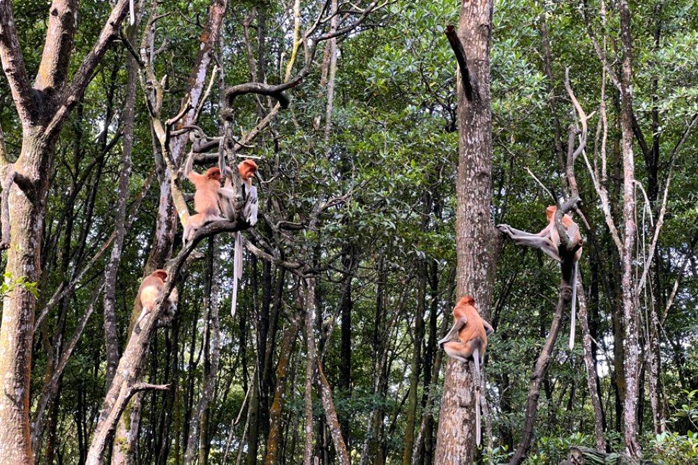 Indonesia Overhauls $1.3B Environmental Fund Rules, Agency Under Food Ministry