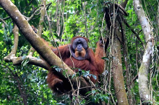 Di ambang punah: Data terbaru ungkap krisis populasi orangutan di Sumatra